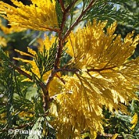 CALOCEDRUS DECURRENS CALOCEDRUS DECURRENS