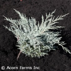 JUNIPERUS CHI ANGELICA BLUE