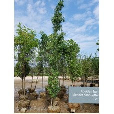 LIQUIDAMBAR SLENDER SILHOUETTE