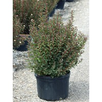 PHYSOCARPUS OPU LITTLE DEVIL