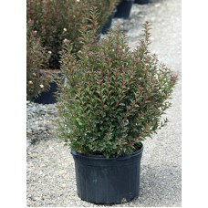 PHYSOCARPUS OPU LITTLE DEVIL
