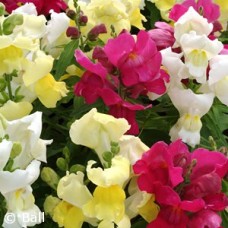 SNAPDRAGON MIX