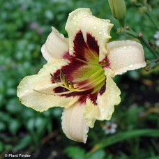 HEMEROCALLIS MOONLIT MASQUERAD