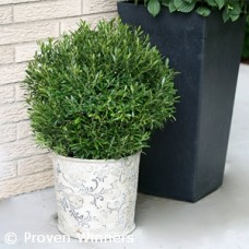 ILEX GLABRA GEM BOX