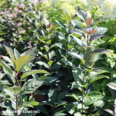ILEX VER SPARKLEBERRY