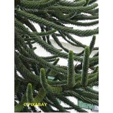 ARAUCARIA ARAUCANA