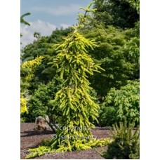 PICEA ABIES GOLD DRIFT