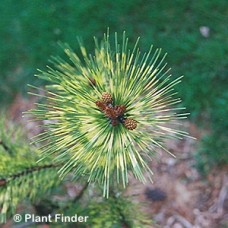 PINUS KOR OCULUS DRACONIS