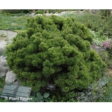 PINUS MUGO SHERWOOD COMPACT