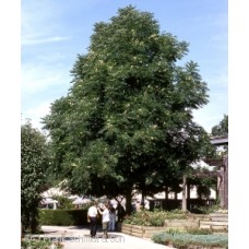 GYMNOCLADUS DIOICUS