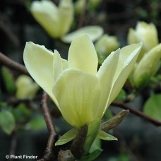 MAGNOLIA GOLDEN GIFT