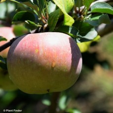 MALUS FUJI