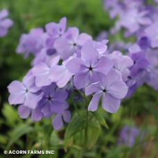 PHLOX DIV BLUE MOON