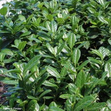 PRUNUS LAU GREENFINITY