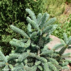 PICEA GLAUCA SKINNY BLUE GENES