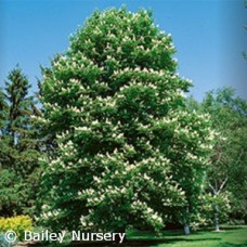 AESCULUS HIP BAUMANNII