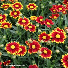 COREOPSIS UPTICK RED
