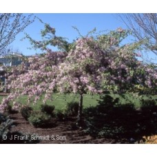 MALUS LOUISA