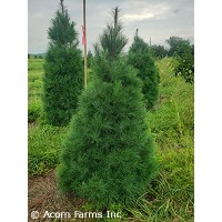 PINUS STROBUS