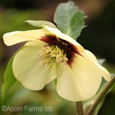 HELLEBORUS SPANISH FLARE