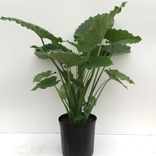 ALOCASIA CALIFORNIA