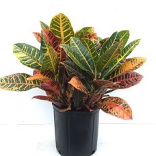 CROTON PETRA