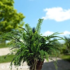 FERN EMERALD QUEEN