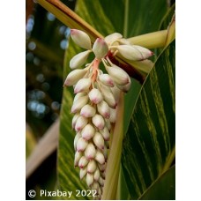 GINGER VARIEGATED