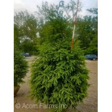 PICEA ABIES