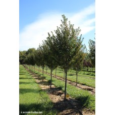 PRUNUS SER SNOW GOOSE