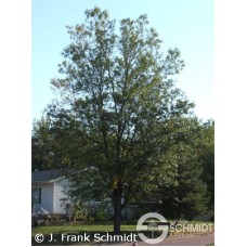 GLEDITSIA TRI NORTHRN SENTINEL