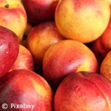 PRUNUS PER MERICREST