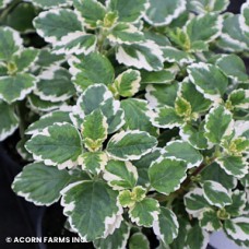 IBOZA SPANISH IVY