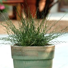 JUNCUS TWISTER
