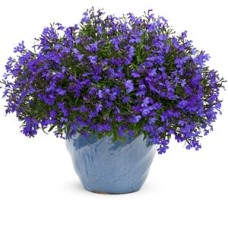 LOBELIA DARK BLUE