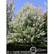 MALUS SNOW CRYSTAL