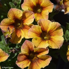 PETCHOA CARAMEL YELLOW
