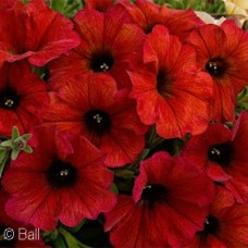 PETCHOA SUPERCAL BORDEAUX