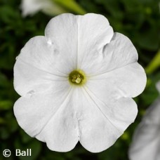 PETUNIA WHITE