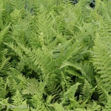 ATHYRIUM FILIX-FEMINA