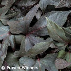 IPOMOEA BLACKIE