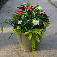 ANNUALS PREMIUM