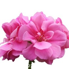 GERANIUM VIOLET