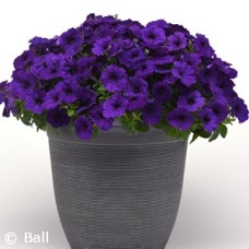 PETUNIA EASY WAVE BLUE