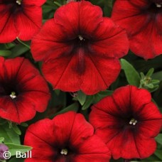 PETUNIA EASY WAVE RED
