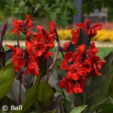 CANNA CANNOVA BRONZE SCARLET