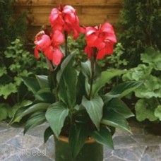 CANNA CANNOVA SCARLET