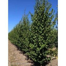 CARPINUS CAR PALISADE