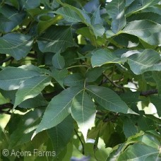 CARYA OVATA