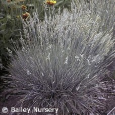 FESTUCA OV GLA BOULDER BLUE